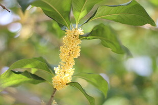 金黄花穗的绿植特写