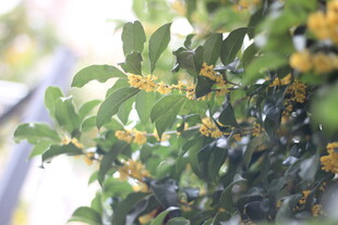 枝头绽放的金黄桂花