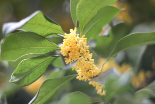 金黄桂花绽于翠绿枝叶间