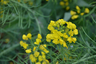 绽放的黄色油菜花小花