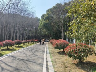 春日林荫小道风景