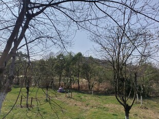 春日郊野树林风景