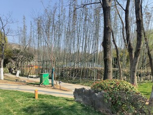 公园林间的休闲景致