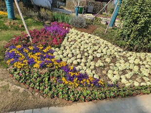 多彩花坛装点美丽角落