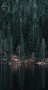 静谧湖畔森林美景