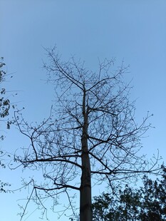 蓝天下单棵光秃树木