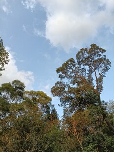蓝天绿树间的自然景致