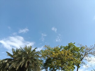 蓝天绿树风景