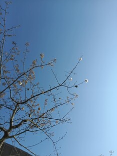 蓝天枯枝景象