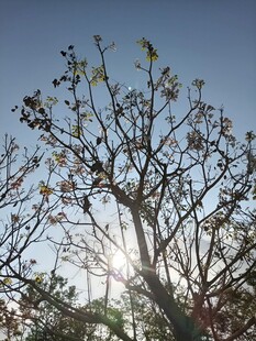 阳光下的繁花树枝