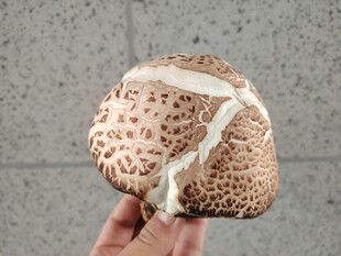 手捧花纹独特的蘑菇花菇
