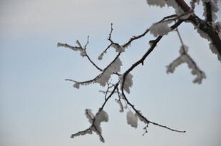 枝头覆冰 冬日景致