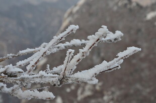 枝头覆雪美景