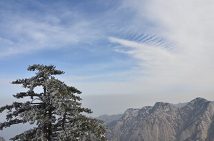 高山挺拔处的孤松