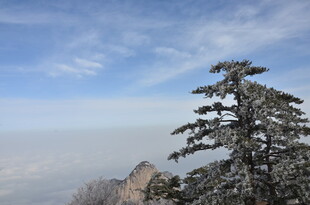 高山孤松 云海蓝天景致