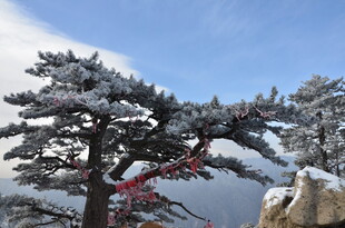 雪覆青松挂红绸