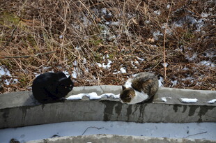 墙边休憩的几只猫咪