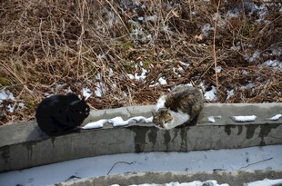 墙边休憩的两只猫咪