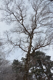 冬日枯树雪景图