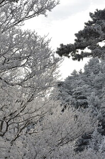 冬日雪覆树林美景
