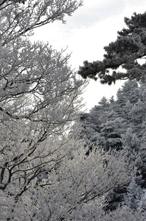 冬日雪景中的树木景观