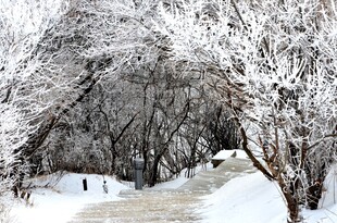 雪覆树林的静谧冬日景象
