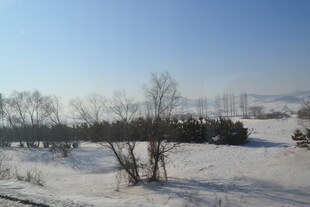 冬日雪地树木风景图