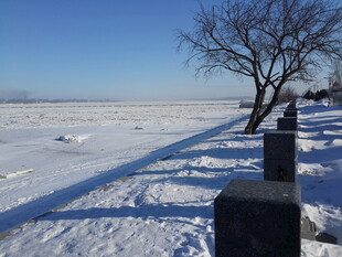 冬日雪地旁的枯树与围栏