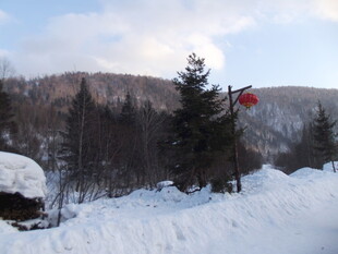 冬日雪景中的树木与旗帜