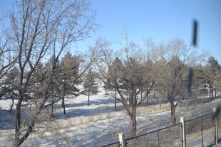 冬日雪景中的树木与围栏