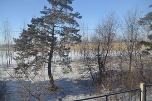 冬日河边树木雪景