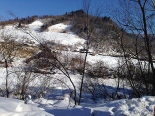 冬日雪覆山林美景