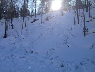 冬日雪林 阳光洒落小径