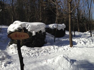 冬日雪覆林间景观