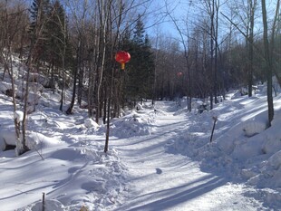 冬日雪林中小径