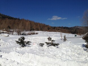 冬日雪地中的稀疏植被
