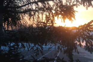冬日夕阳下的雪景树林