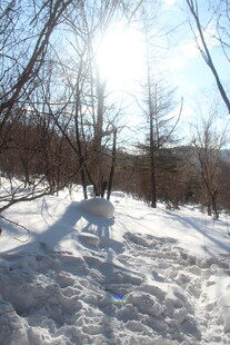 冬日雪地林间阳光景象