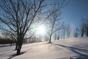 冬日雪野阳光映照树木