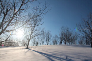 冬日雪野阳光与树木