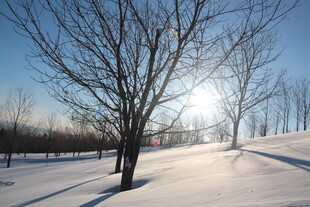 冬日雪景下的萧瑟树木