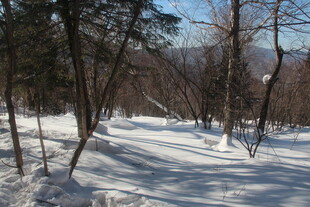 冬日雪覆树林静谧景象