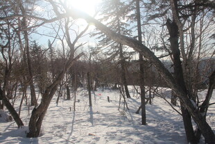 冬日雪林阳光风景图