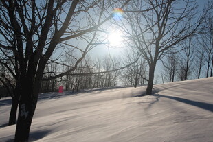 冬日雪林 阳光洒落美景