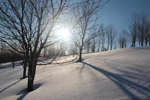 冬日雪林暖阳风景图