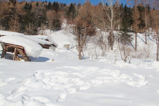 冬日雪覆乡村静谧景象