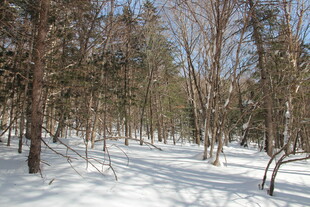 冬日雪覆树林美景