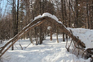 雪覆林间拱形树枝景观