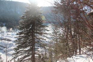 冬日山林雪景 挺拔树木