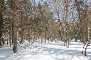 冬日雪覆树林美景